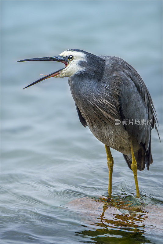 蓝鹭(Ardea herodias)